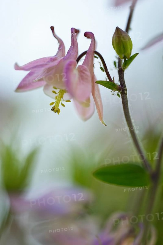Columbine (Aquilegia vulgaris)