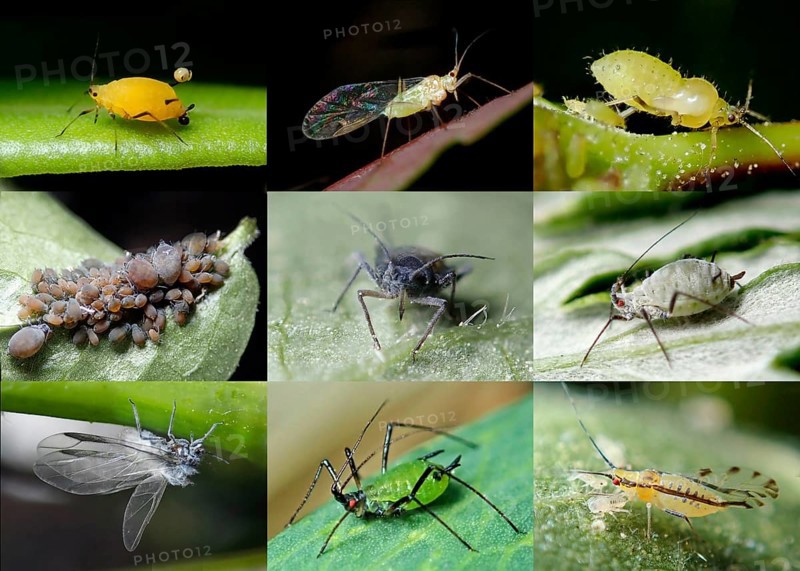 Nine aphid species