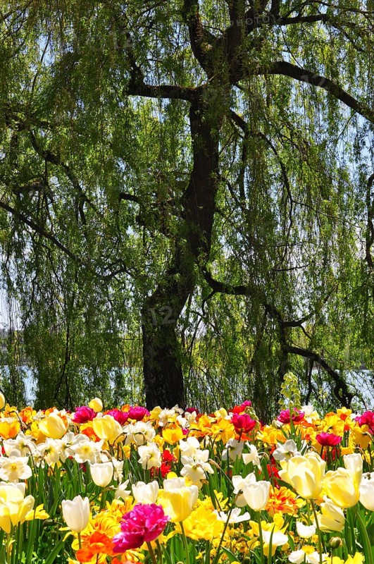 Tulip meadow
