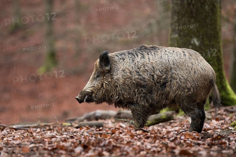 Wild Boar (Sus scrofa)