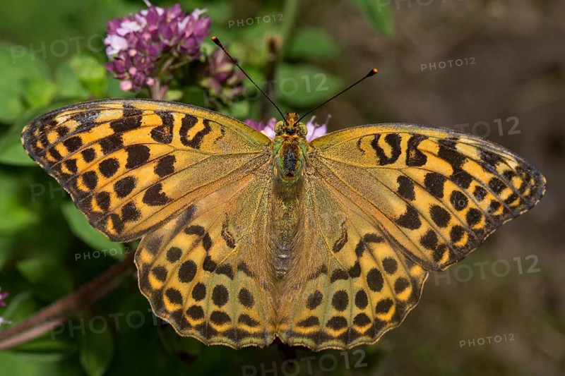 Silver spotted fritillary (Argynnis paphia)