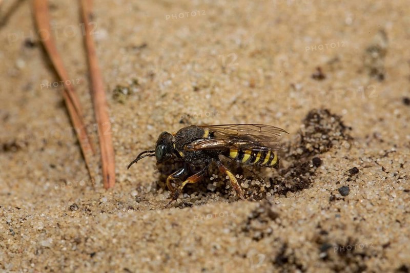 Small-scale (Oxybelus argentatus) sympatric digger wasp