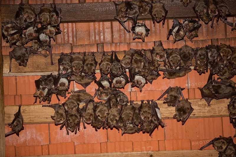 Greater mouse-eared bats (Myotis myotis)