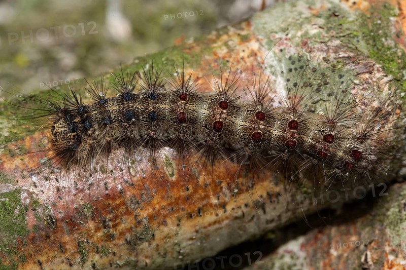Gypsy moth (Lymantria dispar)