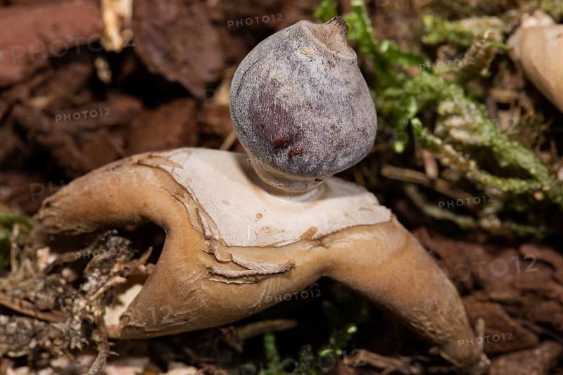 Rayed earthstar (Geastrum quadrifidum)