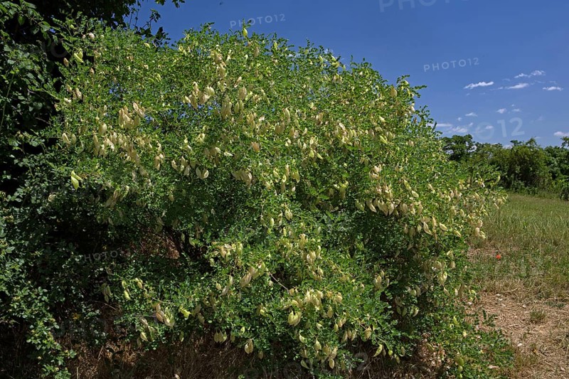 Bladder senna (Colutea arborescens)