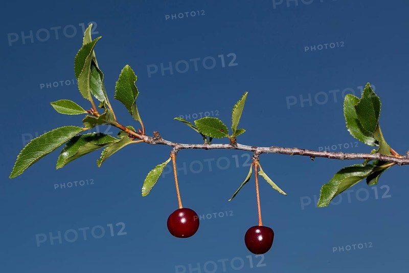 Prunus fruticosa (Prunus fruticosa)