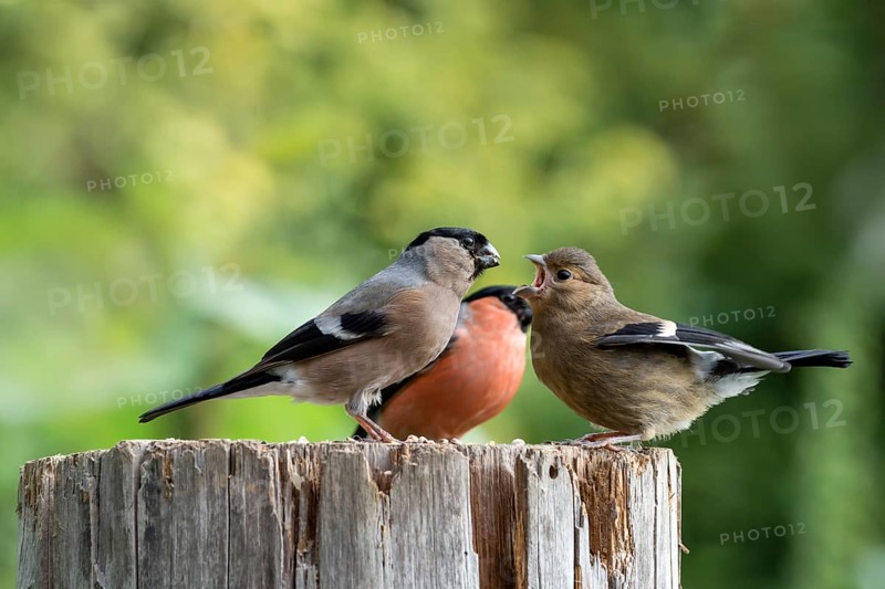 Eurasian bullfinch (Pyrrhula pyrrhula)
