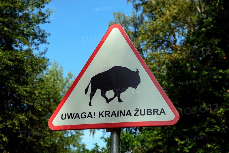 Attention bison