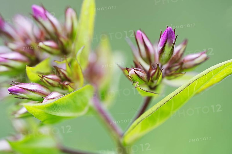Garden phlox (Phlox paniculata)