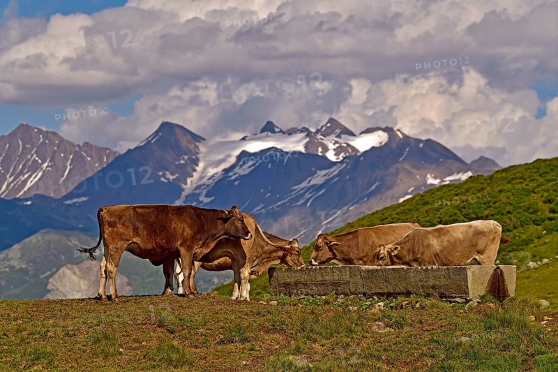 Cows on the Fiescheralp
