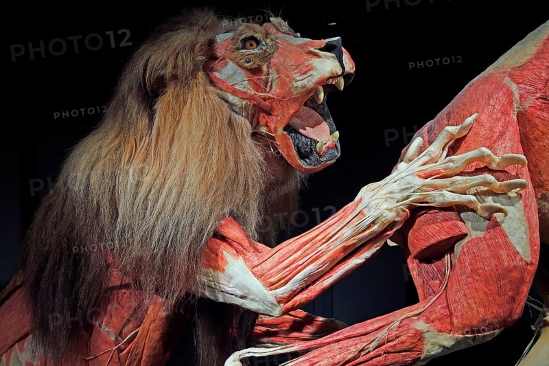 Taxidermy