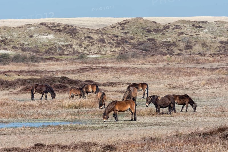 Exmoor Pony