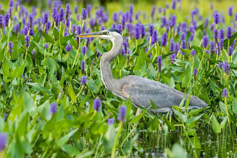 Great Blue Heron hunting for flowers and pike