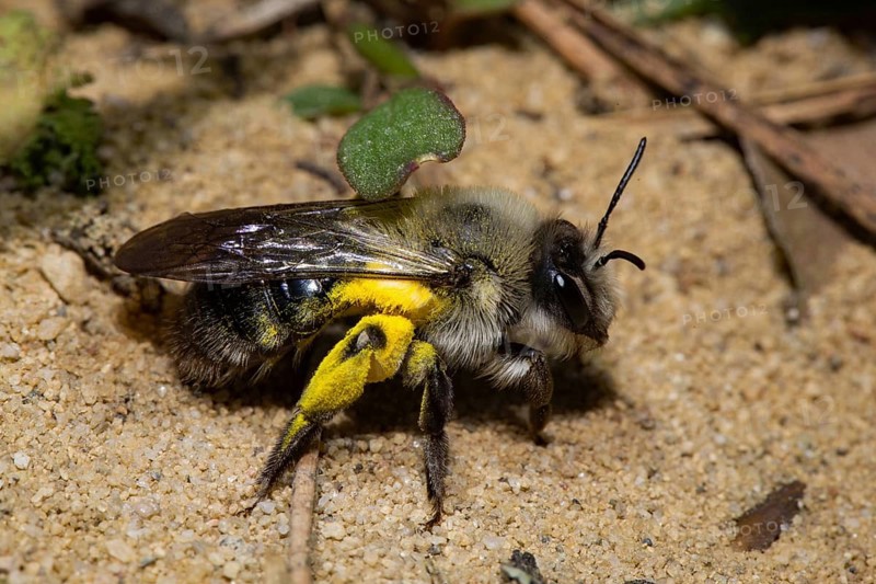 Grey-backed Mining-bee (Andrena vaga)
