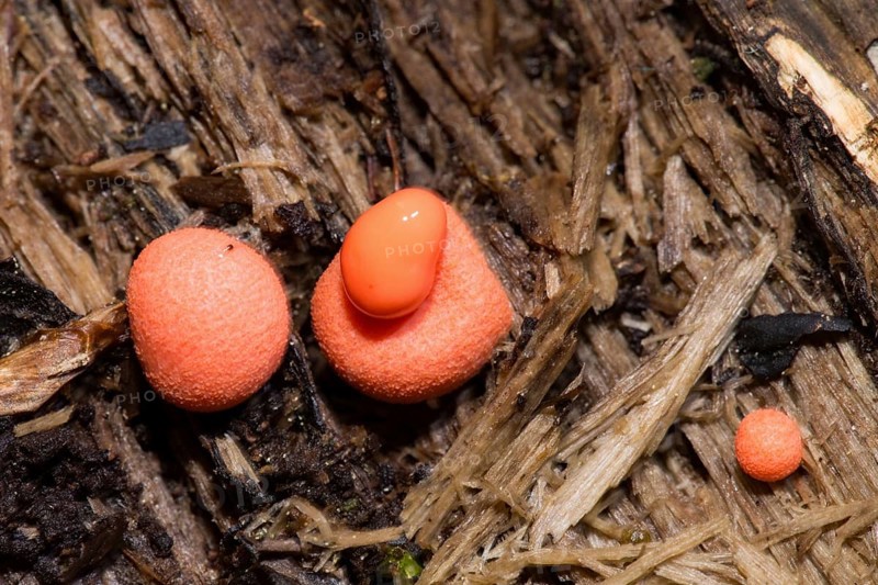 Wolf's milk (Lycogala epidendrum)