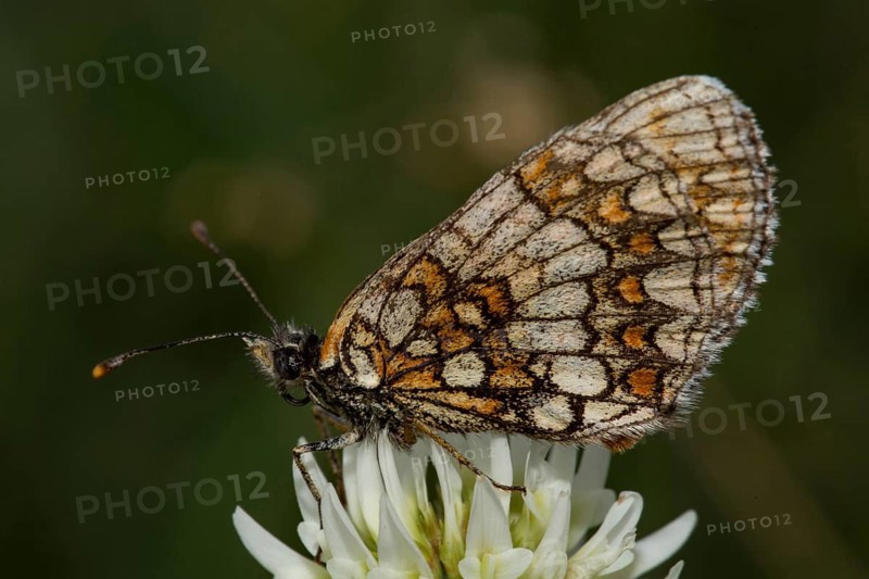 Heath fritillary (Melitaea athalia)