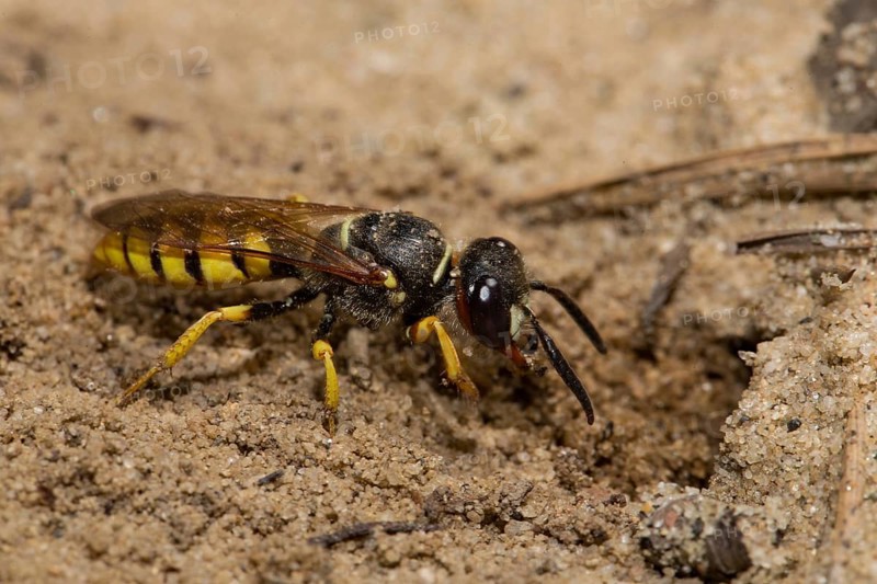 European beewolf (Philanthus triangulum)