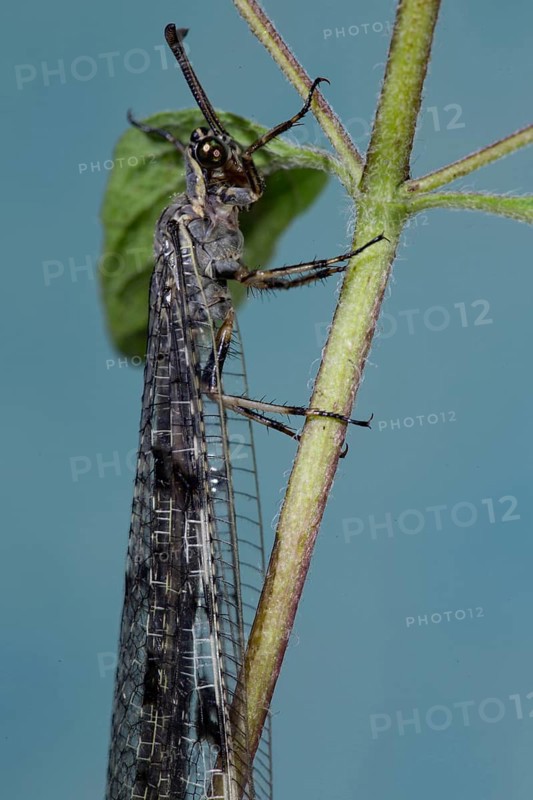 Antlion (Euroleon nostras)