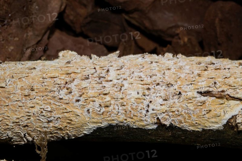 Toothed crust (Hyphoderma radula) lichen