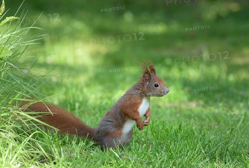 Eurasian red squirrel (Sciurus vulgaris) Squirrel Protection