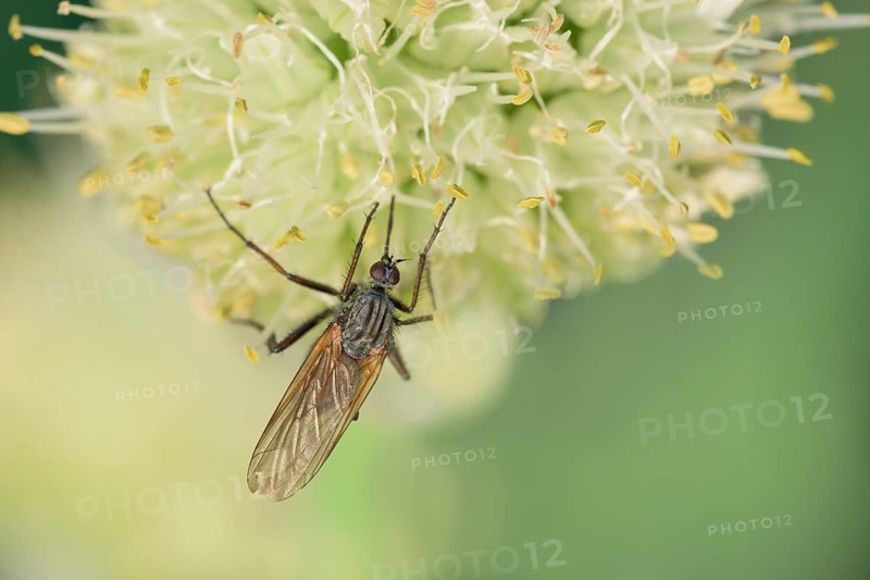 Empis tessellatav (Empis tessellata) Winter onion