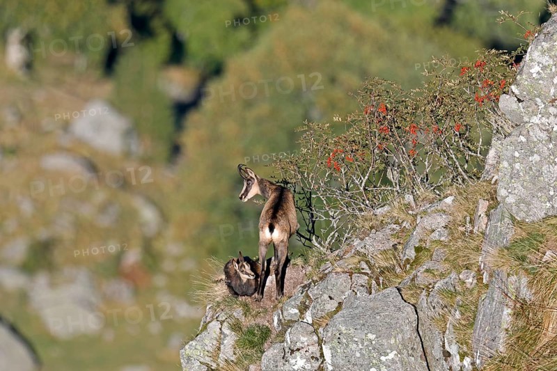 Chamois (Rupicapra rupicapra)