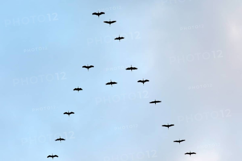 Cranes (Grus grus)
