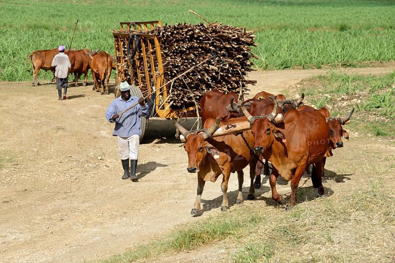 Oxcart