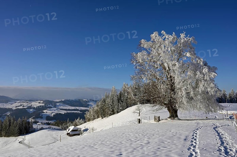 Winter landscape
