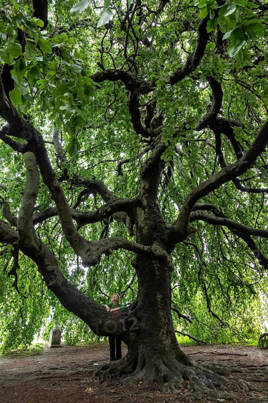 Old tree