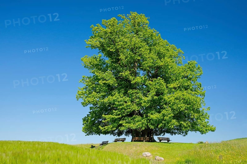 Linner Lime tree