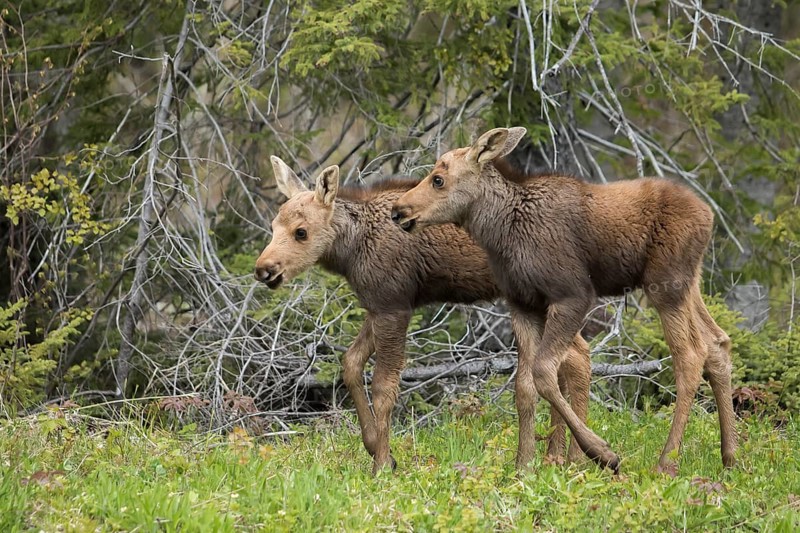 American elk