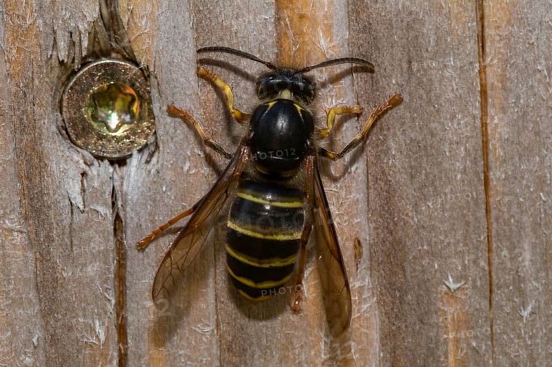 Median wasp (Dolichovespula media)