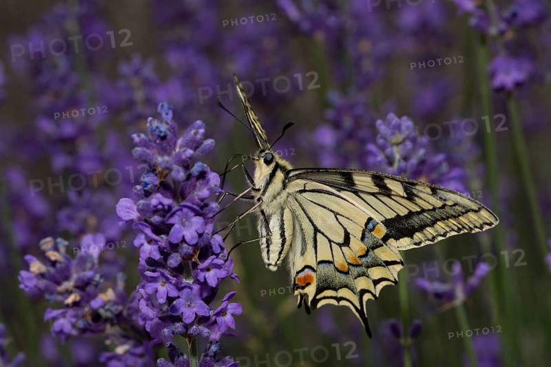 Swallowtail (Papilio machaon)