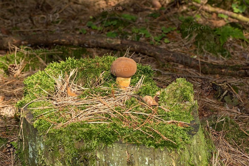 Bay bolete (Imleria badia)