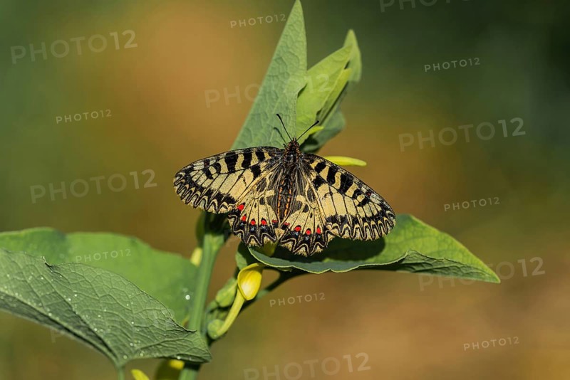 Southern festoon (Zerynthia polyxena)