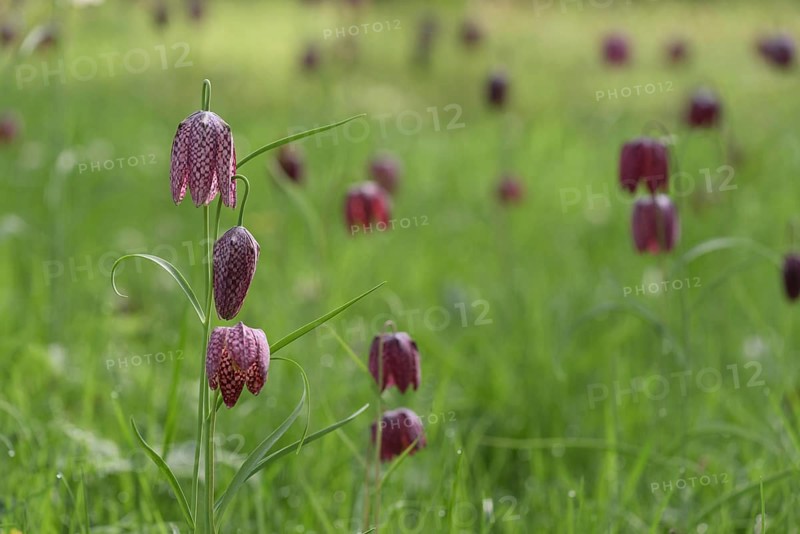 Snake's Head Fritillary (Fritillaria meleagris) Kiebitzei