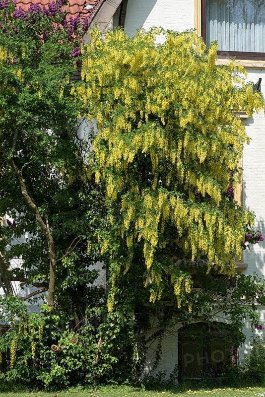 Golden rain