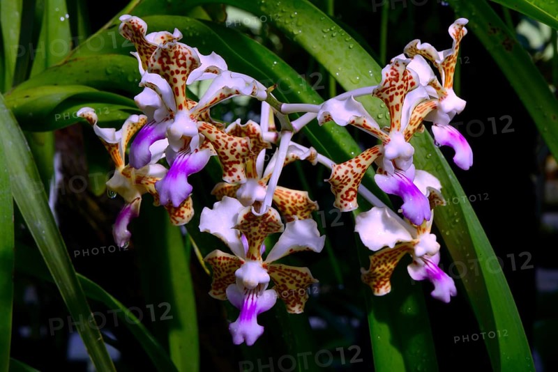 Orchid