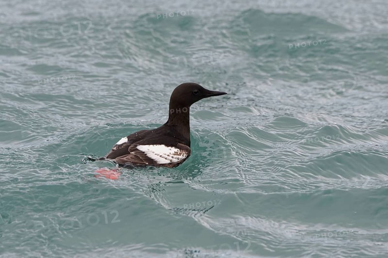 Thick-billed murre (Uria lomvia) or Brunnich's black guillemot in water