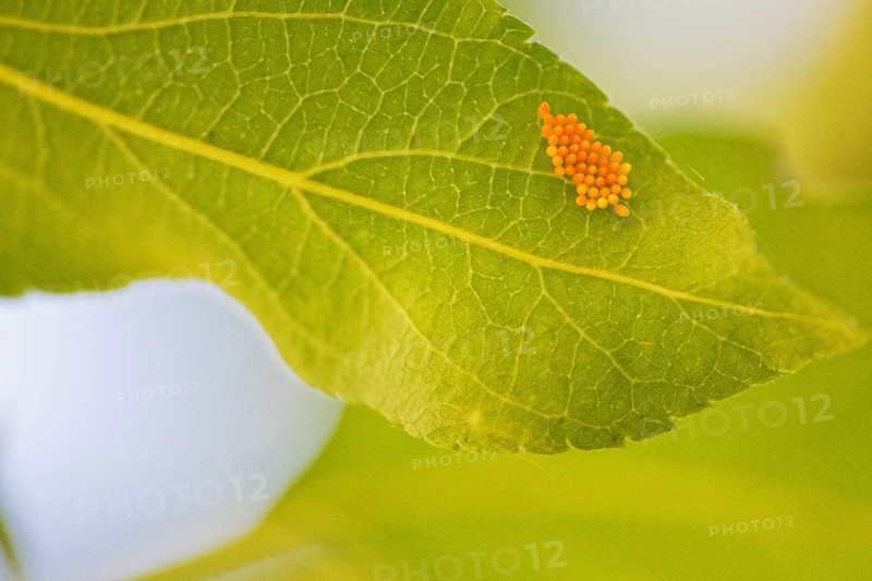 Ladybird (Coccinellidae)