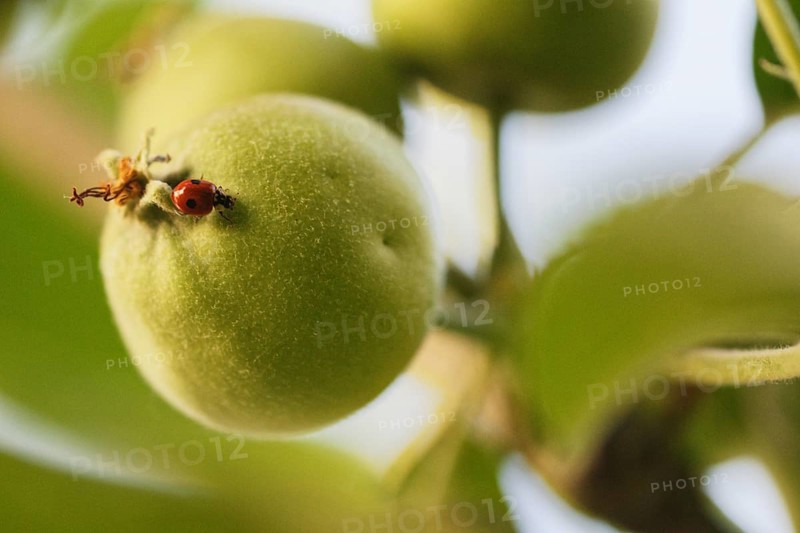 Two-spotted lady beetle (Adalia bipunctata) on apple tree