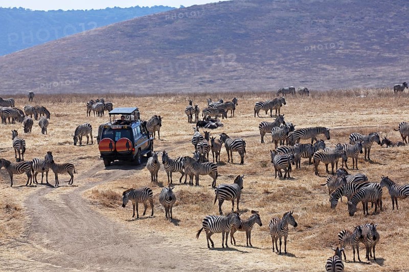 Tourist on safari observes plains zebras