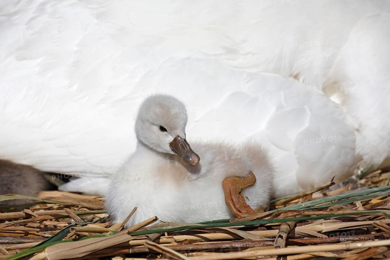 Mute swan (Cygnus olor)