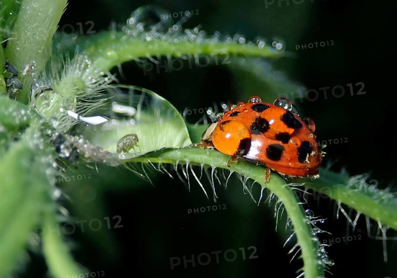 Asian lady beetle (Harmonia axyridis)