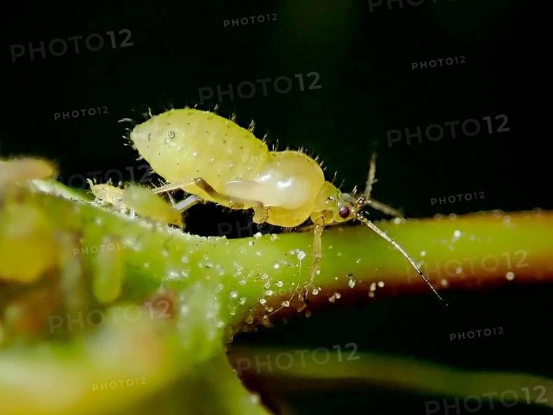 Plantlouse (Aphididae)