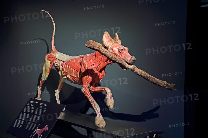 Taxidermy
