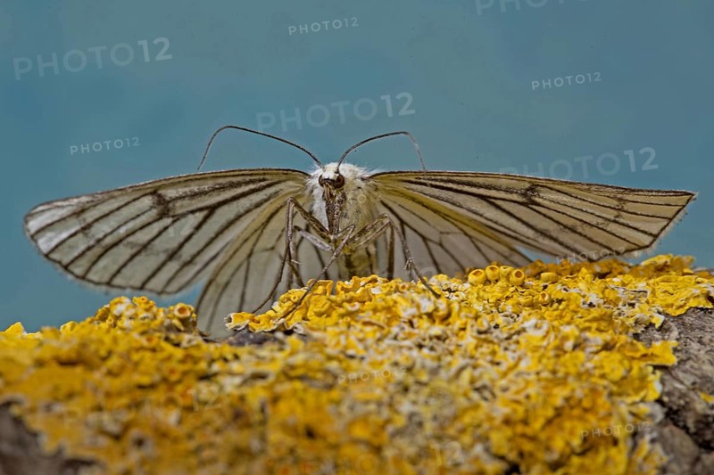 Black-veined moth (Siona lineata)