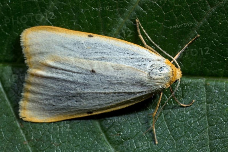 Four-spotted runner (Cybosia mesomella)